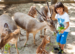 Jalan Jalan di Kebun Binatang Bali Zoo